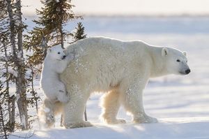 Чтобы сделать эти фотографии с полярными медведями, потребовалось 117 часов ожиданий в -50