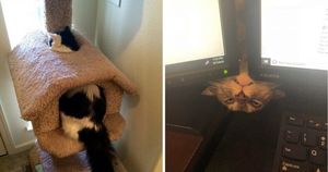 20 фото котов, которые творят глупые и смешные вещи