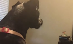 Собаки почувствовали невидимые человеку явления: видео с камер хозяев