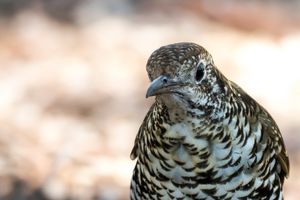 12 самых диких фактов о птицах