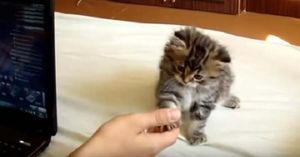 Полуторамесячный котенок научился давать лапку, и постоянно это демонстрирует!