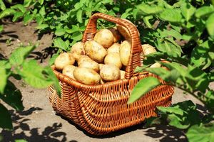 Ускоряем урожай картошки