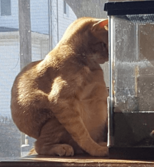 Наглые коты, которые нарушают законы физики