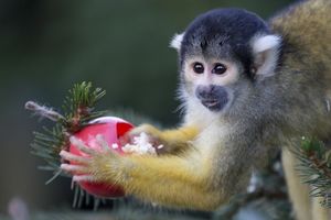 13 любопытных фактов про обезьян
