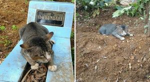 Кошачье сердце разрывалось на части… Уже год эта кошка живет на могиле своей хозяйки