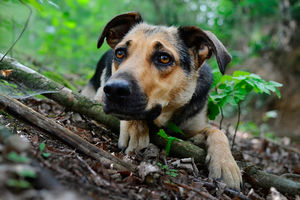Валерка: «Мама, скорее дай корм! Мы спасаем собаку, в лесу»
