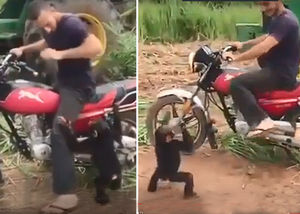 Детенышу обезьяны не разрешили покататься на мотоцикле, и он закатил истерику, как ребенок