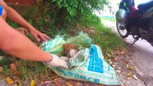 Парень нашел в куче мусора мешок из которого показалась мордашка щенка