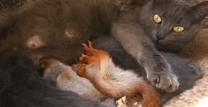 Кормящая кошка бросала новорожденных котят и убегала в лес
