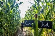 В Хорватии туристам предлагают потеряться на кукурузном поле