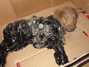 История спасения щенков, брошенных умирать