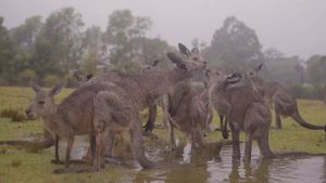 Никто так не радуется дождю, как австралийские животные