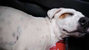 «Уснул, маленький…» Грязный уставший пёс запрыгнул в машину к незнакомцам, где его сморил сон