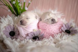 Эта фотосессия новорожденных щенков смягчит даже самое жесткое сердце
