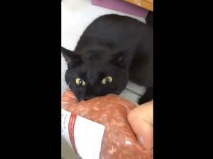 Обезумевший от запаха мяса кот удивил свою хозяйку и рассмешил Сеть
