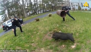 Веселое видео: полицейские тщетно пытаются поймать ловкого поросенка