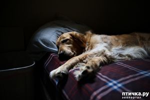 Можно ли разрешать собаке спать в хозяйской постели?