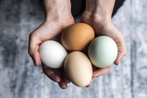 Почему коричневые куриные яйца лучше белых