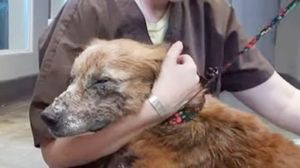Собака находилась на границе между жизнью и смертью: волонтеры нашли ее в пустыне