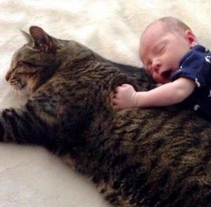 Этот большой и пушистый кот охраняет сон ребенка своих хозяев и очень его любит