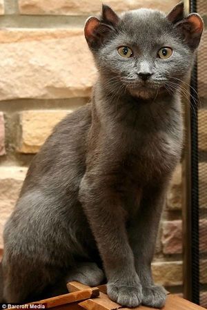 Кот с необычной внешностью и четырьмя ушами по имени Йода