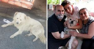 Своего пропавшего пса, семья встретила совершенно в другом городе