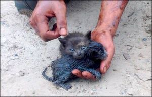 Героический человек спас двух беспомощных котят из разлива нефти (11 фото)