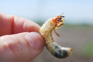 Личинки майского жука: враг не пройдет