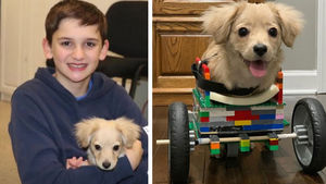 12-летний мальчик изготовил из конструктора Лего инвалидную коляску для щенка, который родился инвалидом…