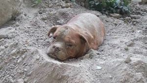 Мужчина заметил собаку, заживо похороненную на пустыре. Она не умерла только благодаря Ему!