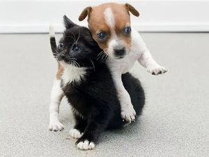 Ветеринарами названа самая плохая кличка для собак и котов
