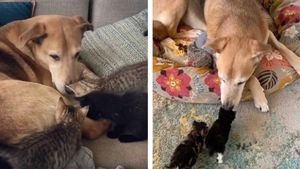Невероятно трогательное видео заботы пса-няньки о разных котятах