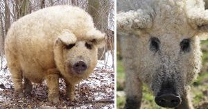 Венгерская Мангалица — свинья с овечьей шерстью (29 фото)