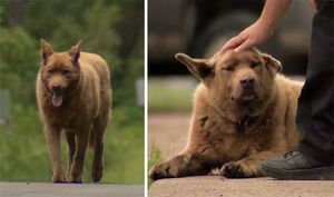 Каждый день эта старая собака проходит 6 километров, чтобы поздороваться с людьми (7 фото)