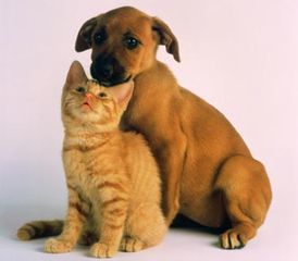 Кошка с собакой могут жить дружно