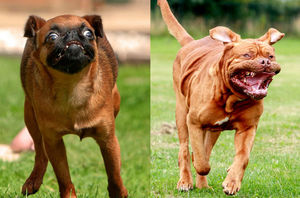 Фотограф снял бегущих собак, и это очень смешно