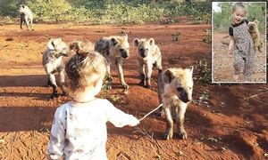 Как 2-летняя малышка подружилась с дикими гиенами