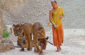 Жуткие подробности закрытия  знаменитого тигриного монастыря в Таиланде