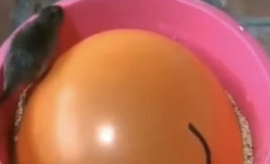 Кладем в ведро воздушный шарик: ловушка для мышей и крыс за минуту