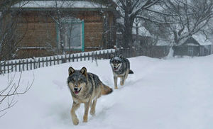 Волки хозяйничают в чернобыльской зоне отчуждения: видео с камер