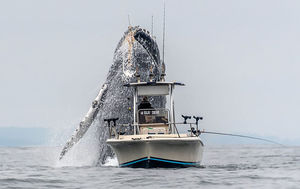 Когда удача на стороне фотографа: огромный горбатый кит вынырнул из воды залива Монтерей, а Дуглас Крафт успел это сфотографировать
