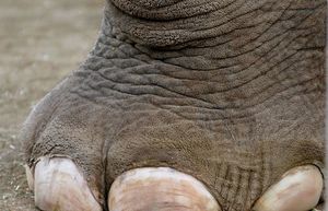 Отпечатки слоновьих ног помогают животным пережить засуху