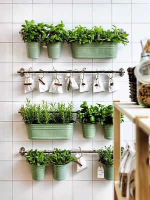 15 идей для выращивания трав на кухне