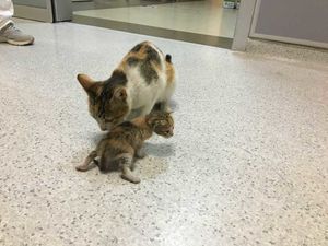 Кошка принесла своего котенка в больницу Стамбула и там не смогли их бросить