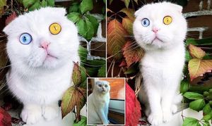 В Петербурге белоснежный кот с разноцветными глазами наконец нашел хозяина