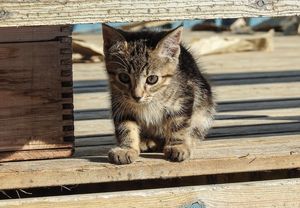 Счастье луковое: во время приезда на дачу пожилая пара обнаружила в грядке котёнка