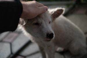 Первый месяц жизни с «ошибкой природы»: подобранным щенком