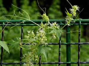 Живой забор на даче: 15 быстрорастущих растений для создания изгороди