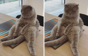 Twitter-пользователи делятся фотографиями кошек, удобно рассевшихся на своих пятых точках (35 фото)