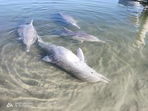 Дельфин из Австралии так соскучился по людям, что начал приносить им дары со дна Океана